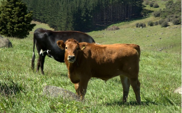 Two cows standing in a field